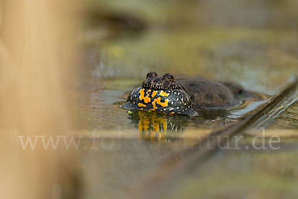 Rotbauchunke (Bombina bombina)