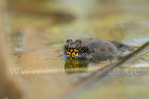 Rotbauchunke (Bombina bombina)