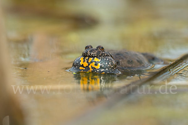 Rotbauchunke (Bombina bombina)