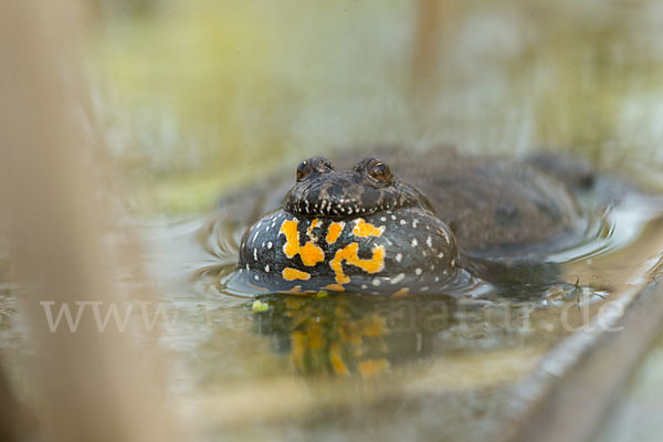 Rotbauchunke (Bombina bombina)