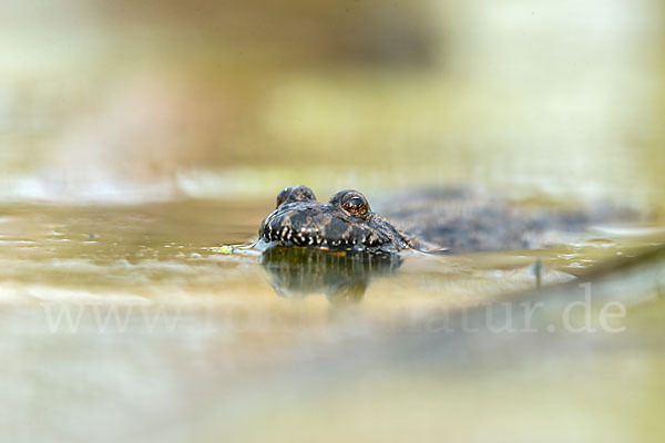 Rotbauchunke (Bombina bombina)