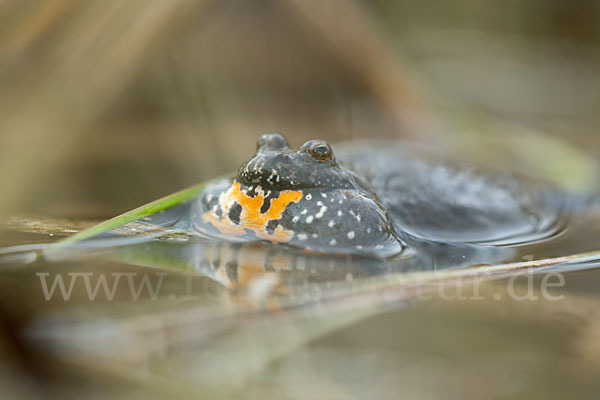 Rotbauchunke (Bombina bombina)