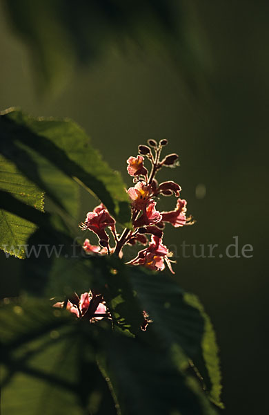 Rotblühende Roßkastanie (Aesculus x carnea)