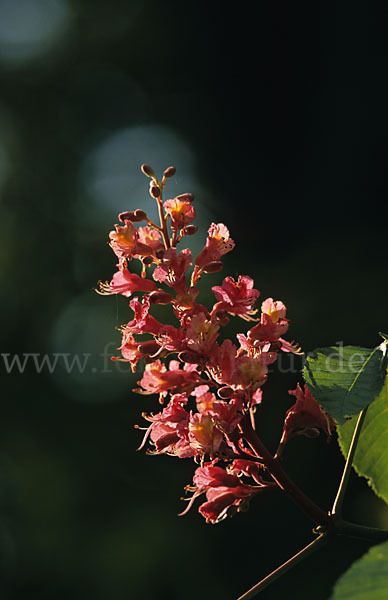 Rotblühende Roßkastanie (Aesculus x carnea)