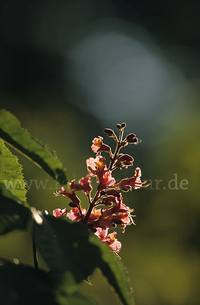 Rotblühende Roßkastanie (Aesculus x carnea)