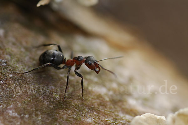 Rotbraune Wiesen-Waldameise (Formica pratensis)