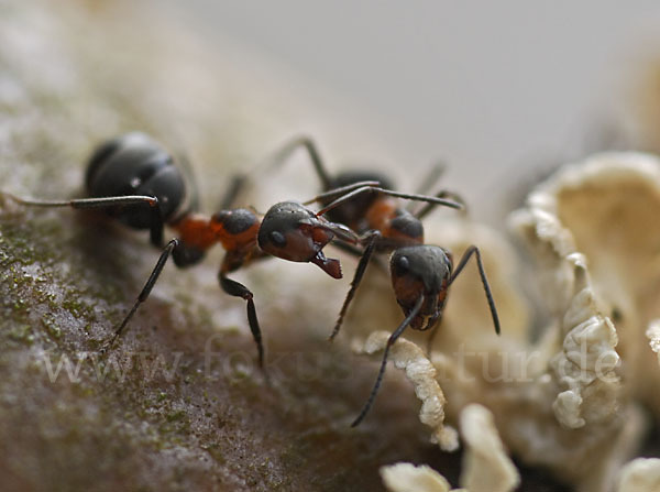 Rotbraune Wiesen-Waldameise (Formica pratensis)