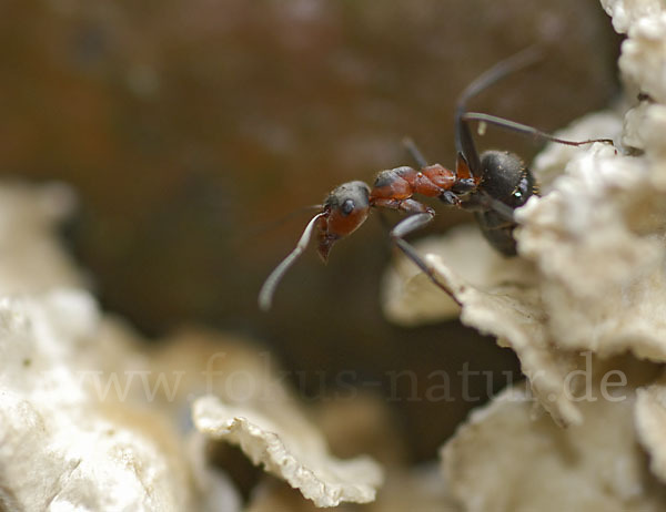 Rotbraune Wiesen-Waldameise (Formica pratensis)