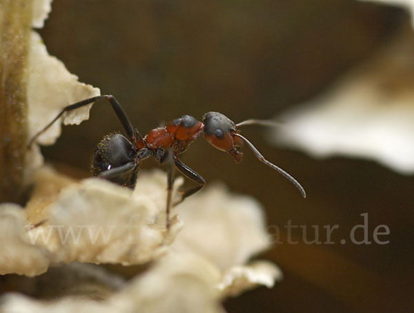 Rotbraune Wiesen-Waldameise (Formica pratensis)