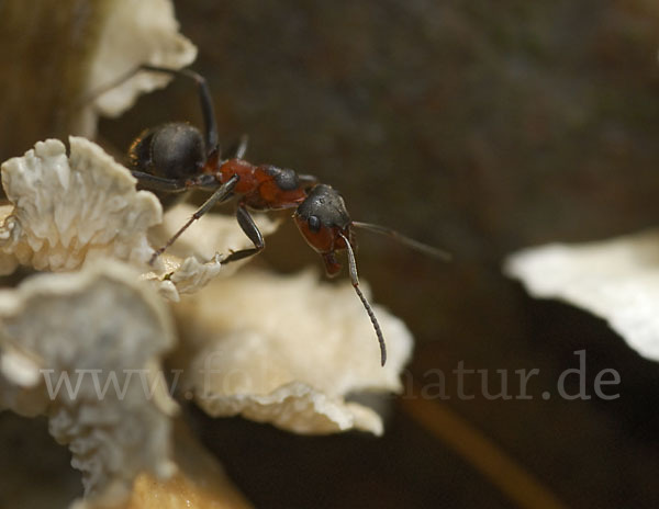 Rotbraune Wiesen-Waldameise (Formica pratensis)