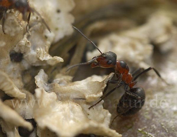 Rotbraune Wiesen-Waldameise (Formica pratensis)