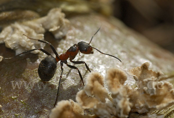 Rotbraune Wiesen-Waldameise (Formica pratensis)