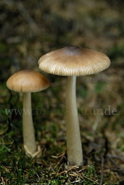 Rotbrauner Scheidenstreifling (Amanita fulva)