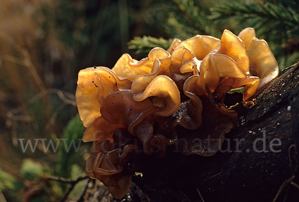 Rotbrauner Zitterling (Tremella foliacea)