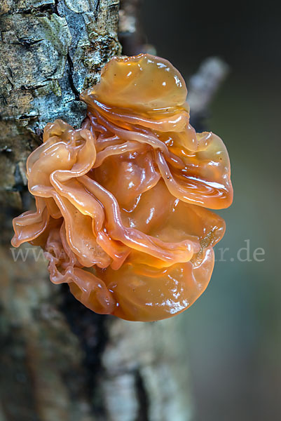 Rotbrauner Zitterling (Tremella foliacea)