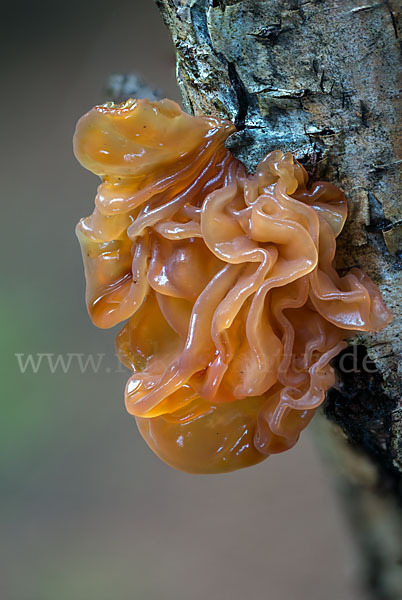 Rotbrauner Zitterling (Tremella foliacea)