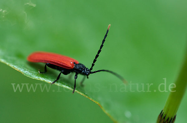 Rotdeckenkäfer spec. (Platycis minutus)