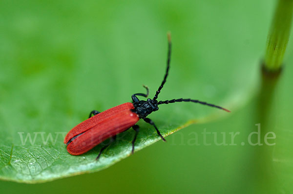 Rotdeckenkäfer spec. (Platycis minutus)