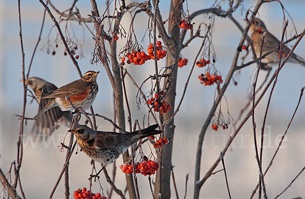 Rotdrossel (Turdus iliacus)