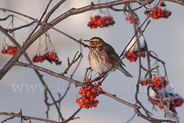 Rotdrossel (Turdus iliacus)