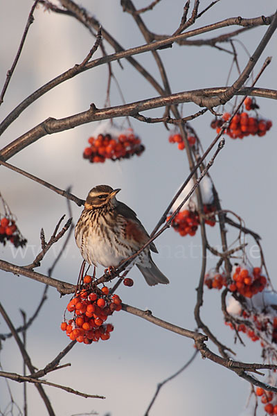 Rotdrossel (Turdus iliacus)