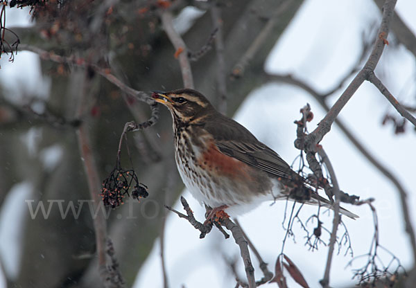 Rotdrossel (Turdus iliacus)