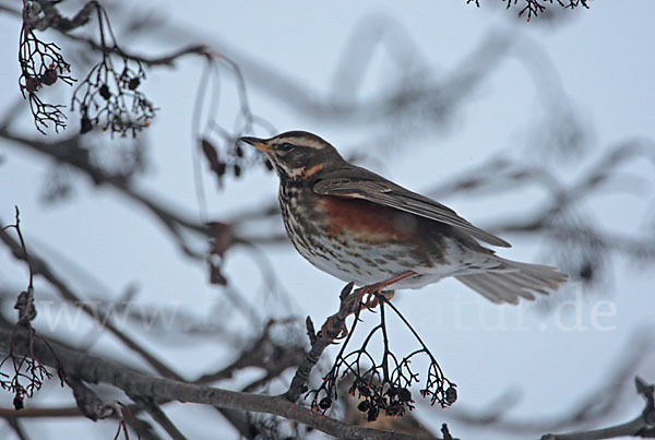 Rotdrossel (Turdus iliacus)