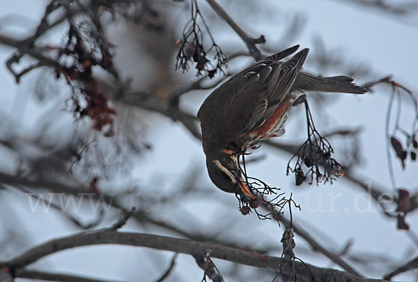 Rotdrossel (Turdus iliacus)