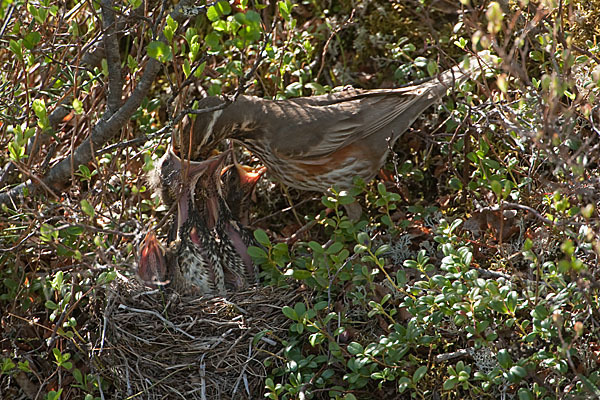 Rotdrossel (Turdus iliacus)