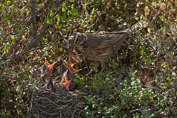 Rotdrossel (Turdus iliacus)