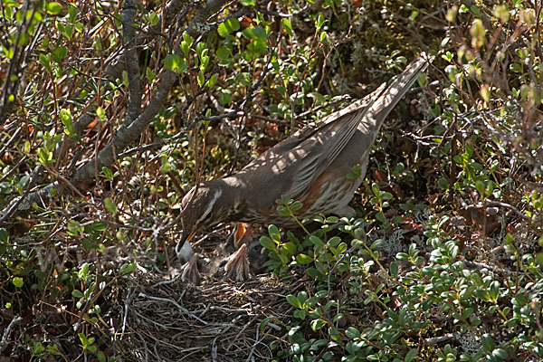 Rotdrossel (Turdus iliacus)