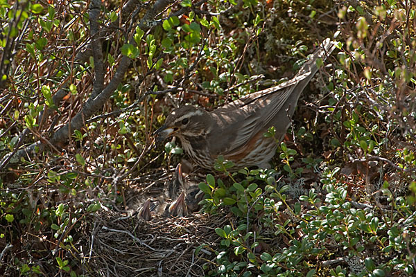 Rotdrossel (Turdus iliacus)