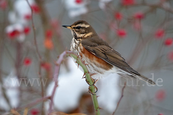 Rotdrossel (Turdus iliacus)