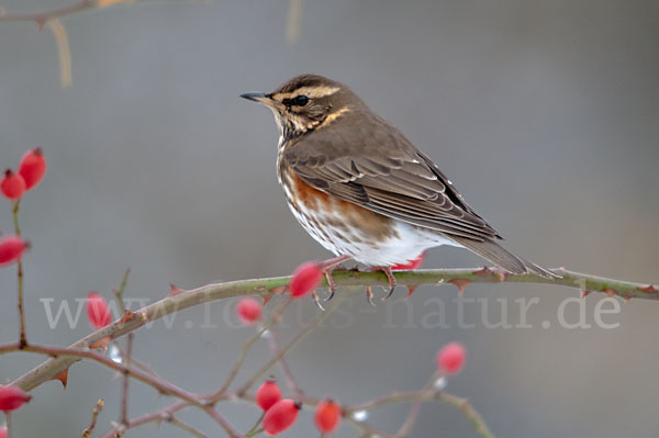 Rotdrossel (Turdus iliacus)