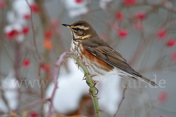 Rotdrossel (Turdus iliacus)