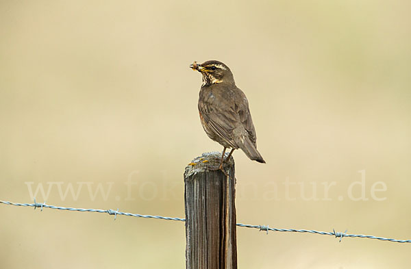 Rotdrossel (Turdus iliacus)