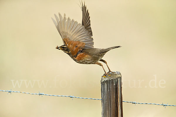 Rotdrossel (Turdus iliacus)