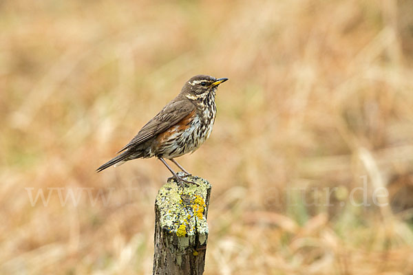 Rotdrossel (Turdus iliacus)