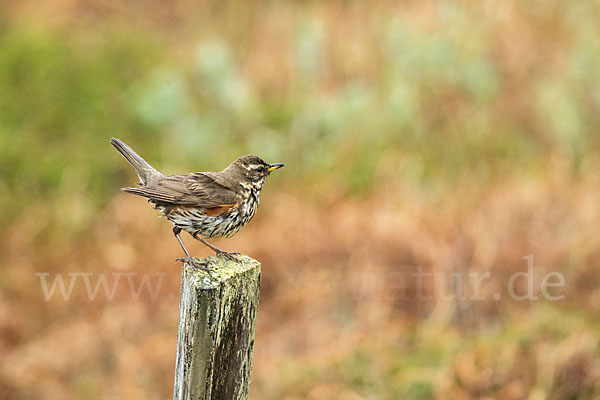 Rotdrossel (Turdus iliacus)