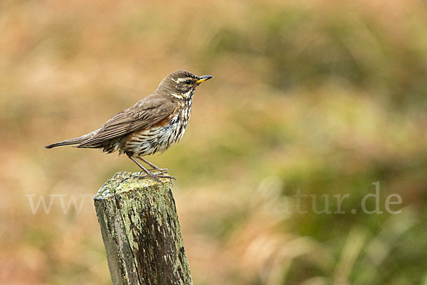 Rotdrossel (Turdus iliacus)