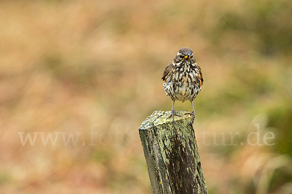 Rotdrossel (Turdus iliacus)