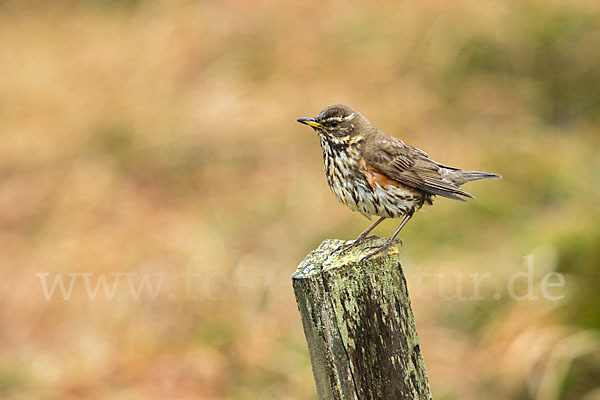 Rotdrossel (Turdus iliacus)