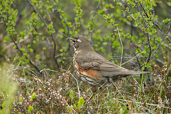 Rotdrossel (Turdus iliacus)