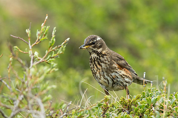 Rotdrossel (Turdus iliacus)