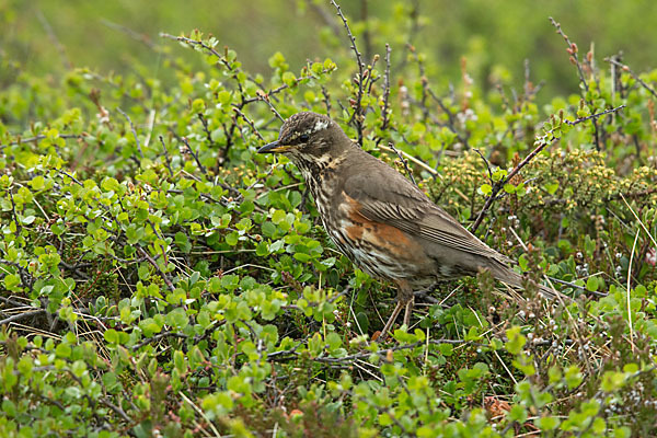 Rotdrossel (Turdus iliacus)