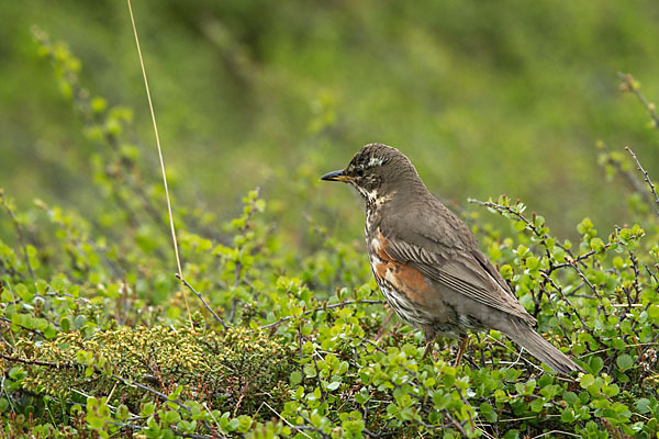 Rotdrossel (Turdus iliacus)