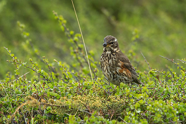 Rotdrossel (Turdus iliacus)