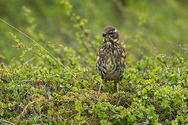 Rotdrossel (Turdus iliacus)