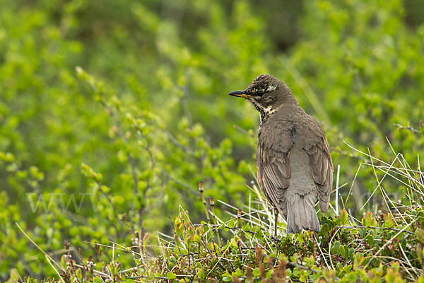 Rotdrossel (Turdus iliacus)