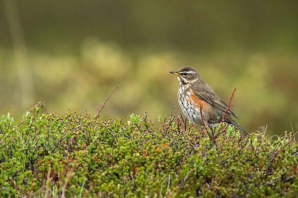 Rotdrossel (Turdus iliacus)